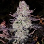 Ethos Genetics Grape Diamonds R2 feminisiert – 5 Samen