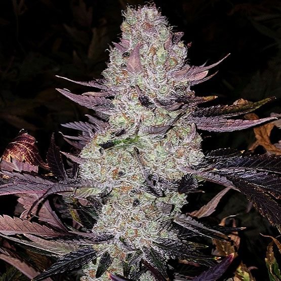 Ethos Genetics Grape Diamonds R2 feminisiert – 5 Samen