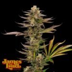 James Loud Genetics Guavalato Auto autoflowering – 3 Samen