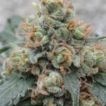 Ace Seeds HashTonic regulär – 10 Samen