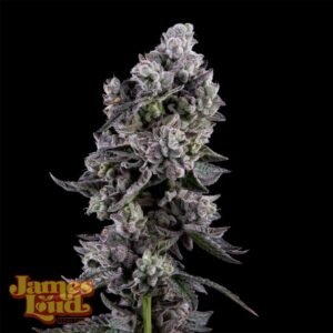 James Loud Genetics Havana Bandana regulär – 3 Samen