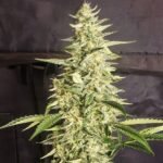 Ethos Genetics Inzane Auto feminisiert – 6 Samen