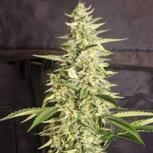 Ethos Genetics Inzane Auto feminisiert – 6 Samen