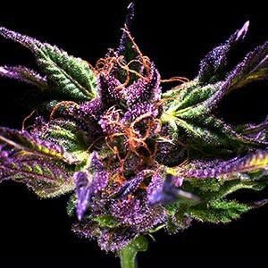 Grand Daddy Genetics Ken’s Original GDP feminisiert – 5 Samen