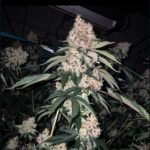 Ethos Genetics Lemon Whip Haze IBL feminisiert – 5 Samen
