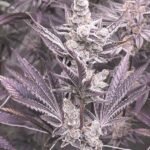 Solfire Gardens Lil Sumpin Sumpin feminisiert – 6 Samen