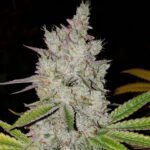 Ethos Genetics Lilac Diesel RBX2 Auto feminisiert