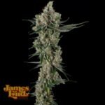 James Loud Genetics Loud Dream Candy feminisiert – 3 Samen
