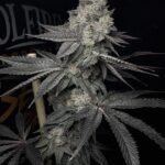 Solfire Gardens Lucid Vision feminisiert