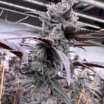 Solfire Gardens Lung Buster feminisiert – 6 Samen