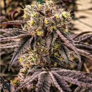 Ethos Genetics M.C. Nuggets R1 feminisiert – 5 Samen