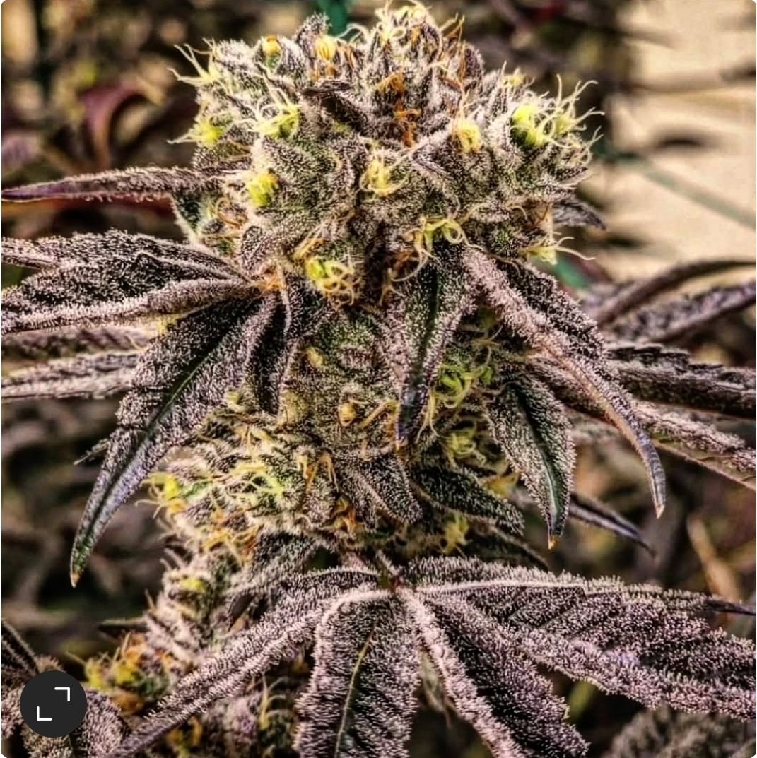 Ethos Genetics M.C. Nuggets R1 feminisiert – 5 Samen