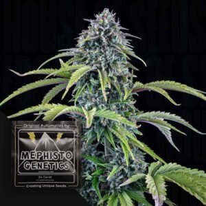 24 Carat Auto