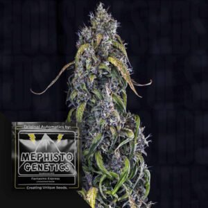 Fantasmo Express Auto