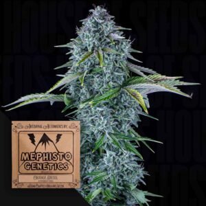 Orange Diesel Auto