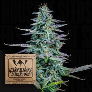 Strawberry Nuggets Auto
