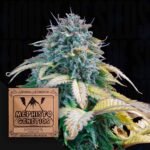 Samsquanch OG Auto
