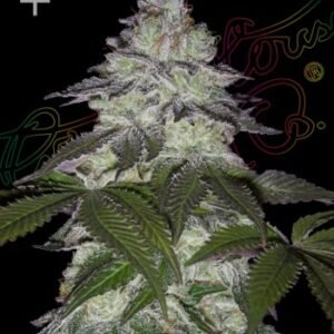 Green House Seed Co. Milky Dreams