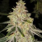Ethos Genetics Mac 'n' Jack R1 feminisiert – 5 Samen