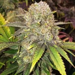 Ethos Genetics Master Kush RBX feminisiert – 5 Samen