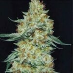 Ethos Genetics Member Berry RBX1 feminisiert – 5 Samen