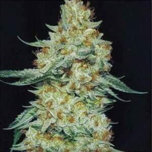Ethos Genetics Member Berry RBX1 feminisiert – 5 Samen