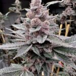 Solfire Gardens Miami Madness feminisiert – 6 Samen