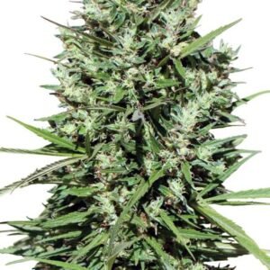 Ace Seeds Morocco Beldia Kif regulär