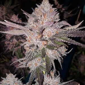 Ethos Genetics OG Kush Auto feminisiert – 6 Samen