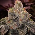 Ethos Genetics OGDLUX BX3 regulär – 8 Samen