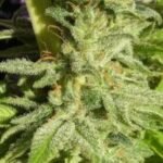 Ace Seeds Orient Express feminisiert