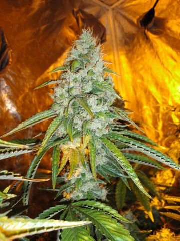 The Cali Connection Original Sour Diesel feminisiert – 6 Samen