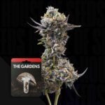 Preferred Gardens Znackz x Lazer Gun