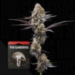 Preferred Gardens Zoap x Lazer Gun