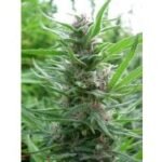 Ace Seeds Panama feminisiert