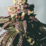 The Cali Connection Passion Berry (Gold Collection) feminisiert – 6 Samen