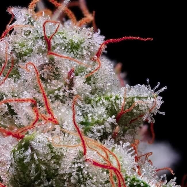 Ethos Genetics Peach Crescendo RF3 Auto feminisiert – 6 Samen