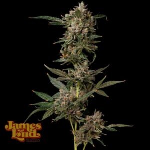 James Loud Genetics Petrol Pop feminisiert – 3 Samen