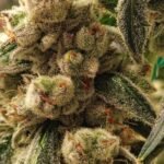 Ethos Genetics Pluto Cookies IBL Auto feminisiert – 6 Samen
