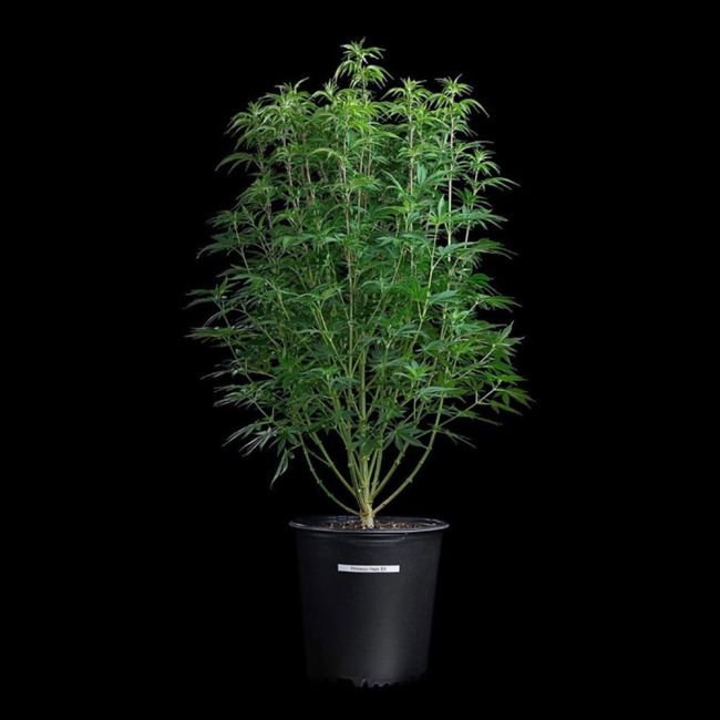 Brothers Grimm Seeds Princess Haze feminisiert – 3 Samen – Bild 2