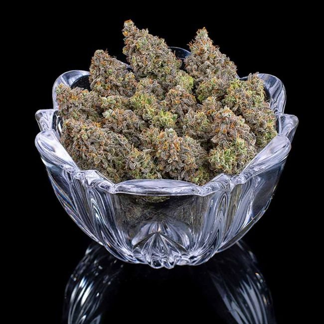 Brothers Grimm Seeds Princess Haze feminisiert – 3 Samen – Bild 3