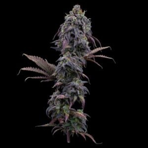 Brothers Grimm Seeds Princess Haze feminisiert – 3 Samen