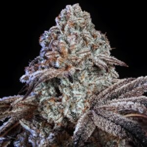Ethos Genetics Psy-Op R1 feminisiert – 5 Samen