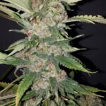 The Cali Connection Purple Crack feminisiert – 6 Samen