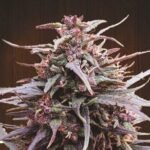 Ace Seeds Purple Haze x Malawi regulär