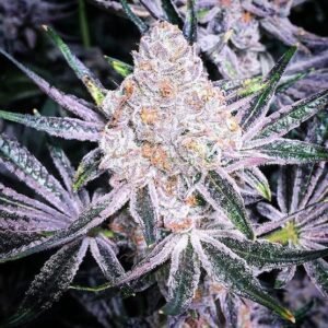 Ethos Genetics Purple Sunset RBX2 feminisiert – 5 Samen