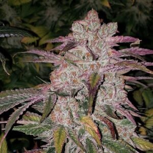 Ethos Genetics Purple Thai RBX1 Auto feminisiert – 6 Samen