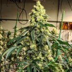 Ethos Genetics Sour G R1 feminisiert – 5 Samen