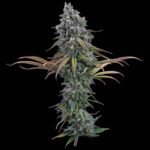 Brothers Grimm Seeds Space Queen feminisiert – 3 Samen
