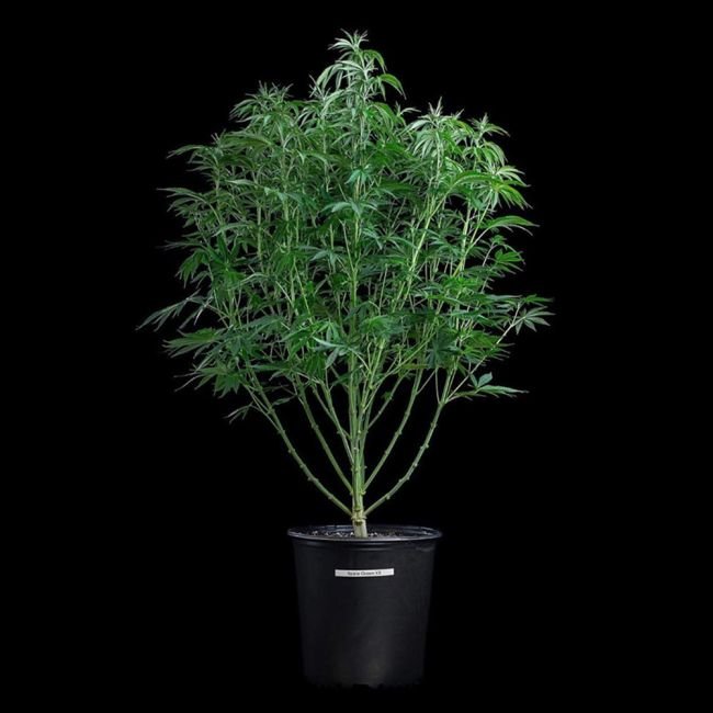 Brothers Grimm Seeds Space Queen feminisiert – 3 Samen – Bild 2